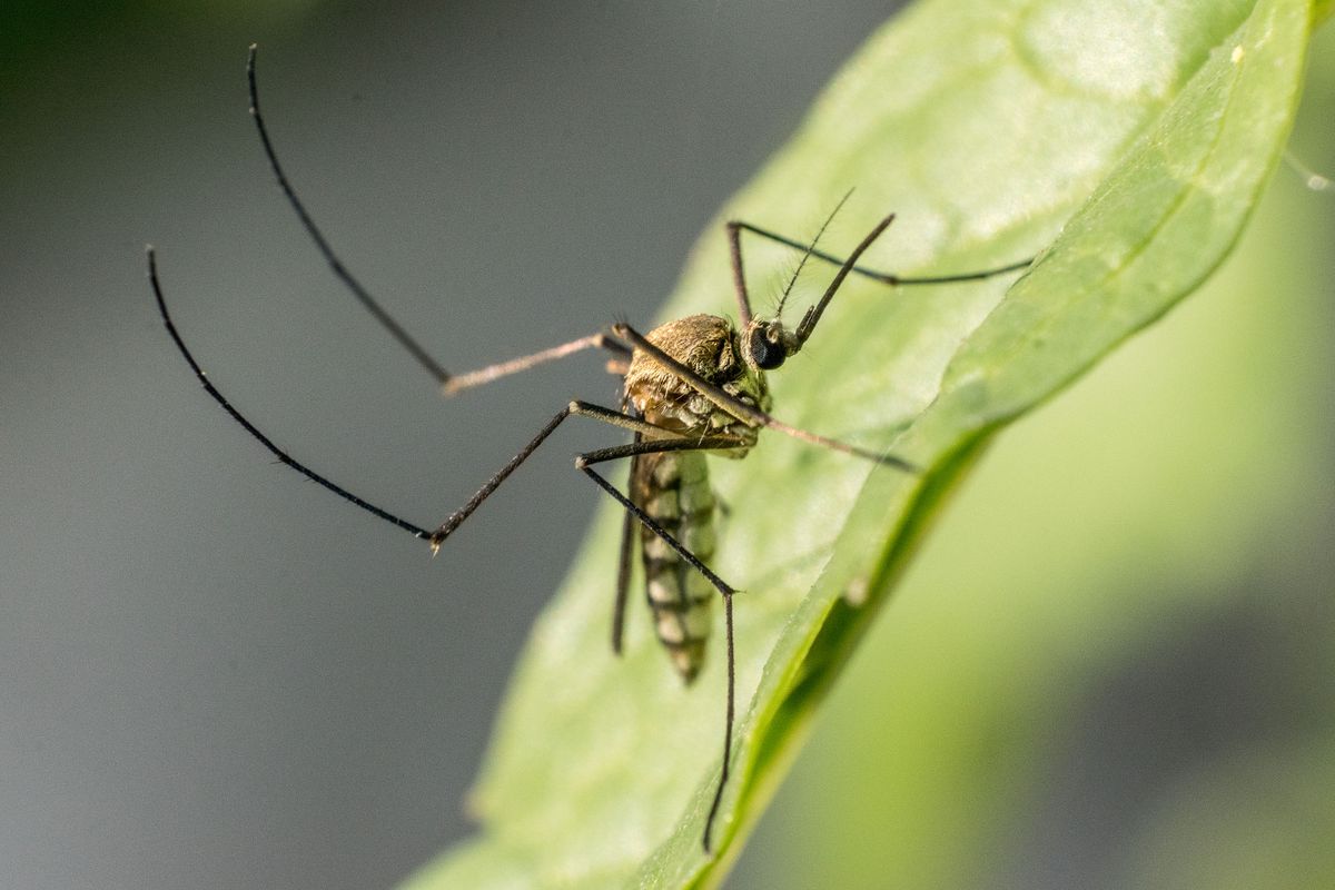 Mosquito on a leaf